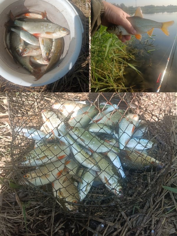 Выход плотвы на полтора часа на Юго-западном котловане