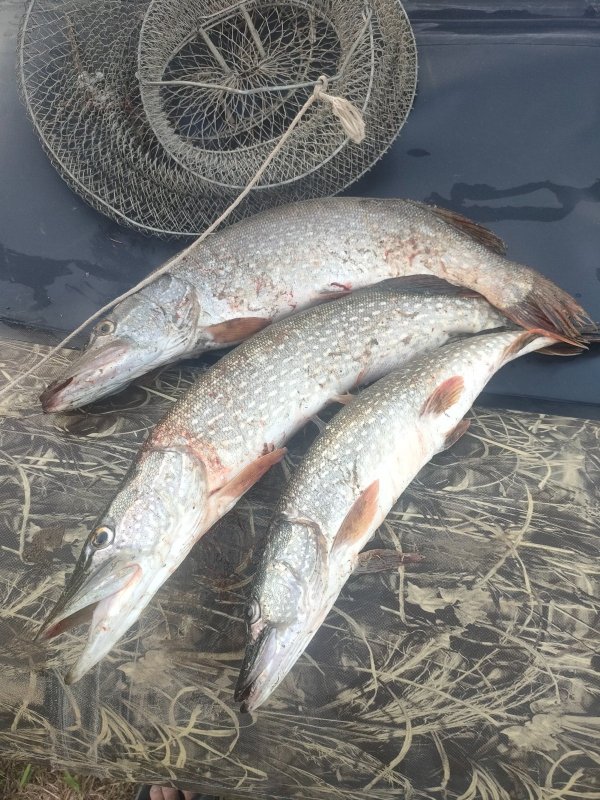 Вылазка на даче