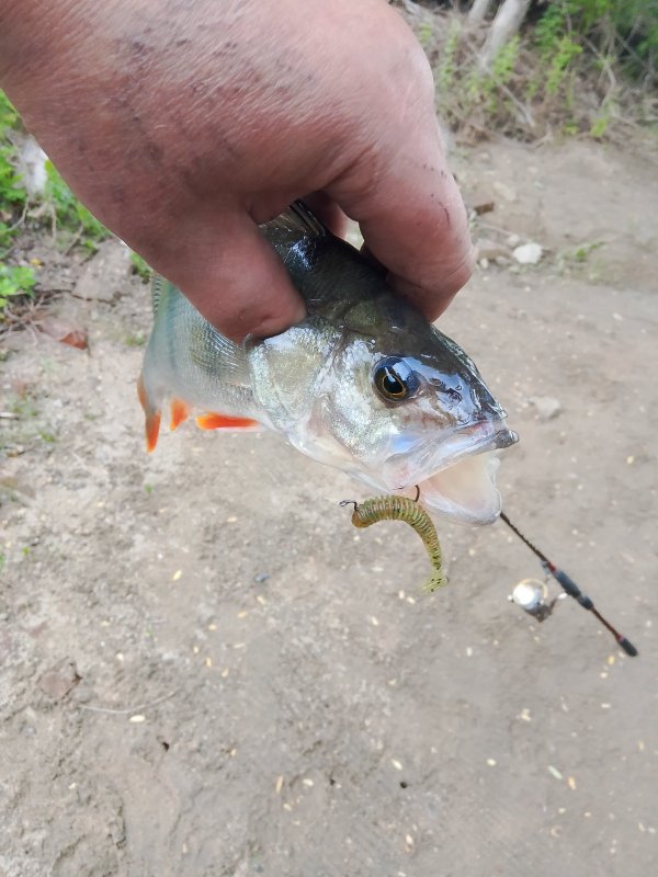 Первый контакт с полосатым.