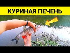 Голавль, густера на куриную печень! Подводная съемка на рыбалке
