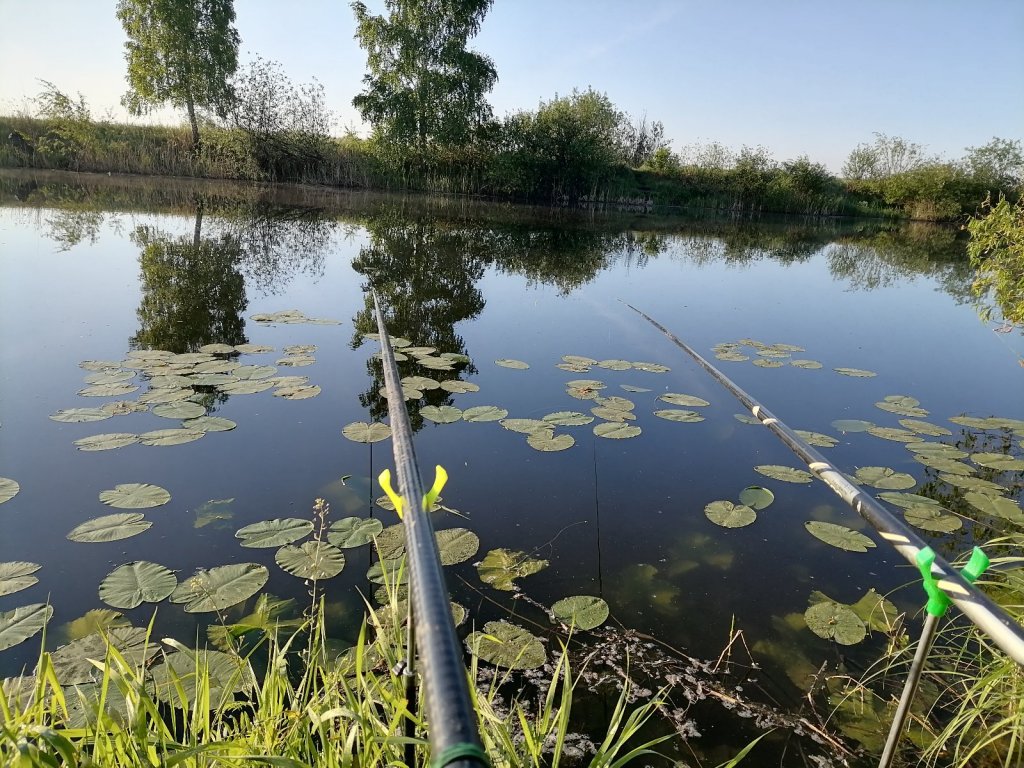 На Кривом идет нерест карася..