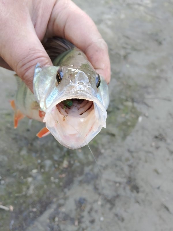 Вкусная была резина..