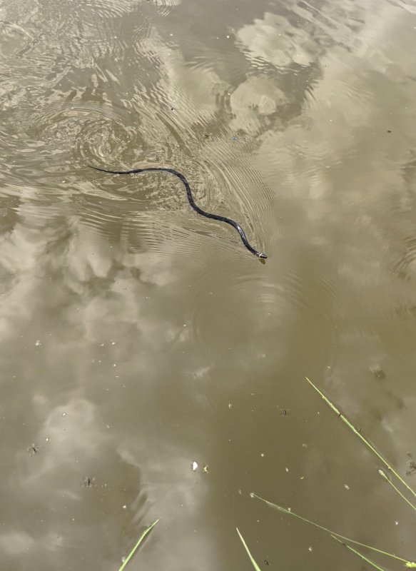 Ужа видел, рыбу не совсем...