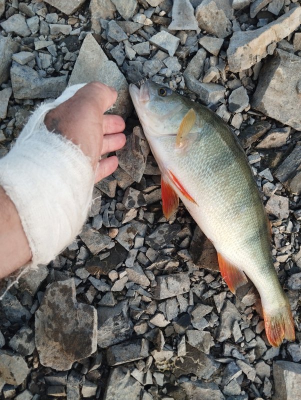 "Кабанчик"!..