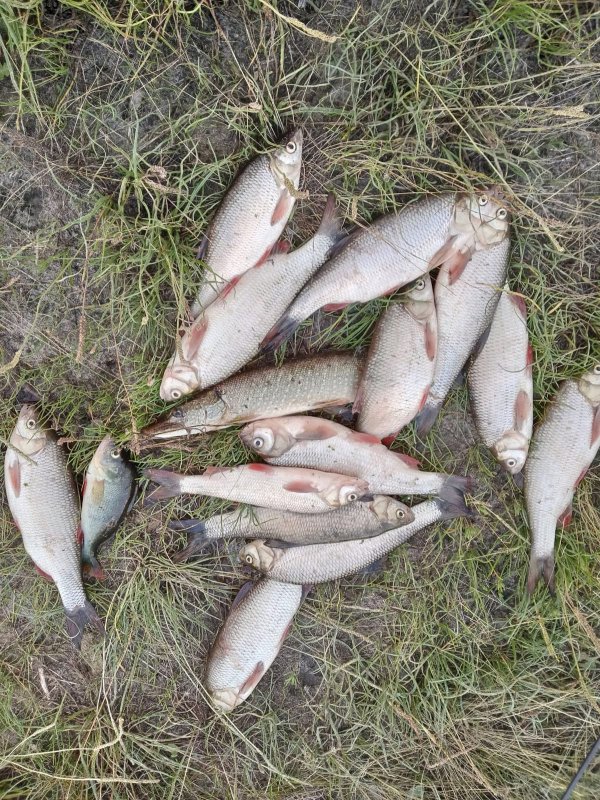 Рыбалка без отчёта.