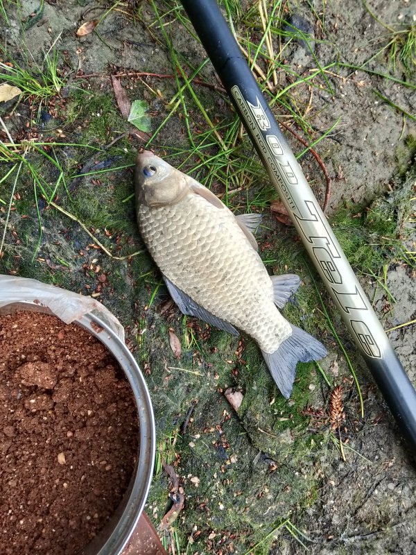 Карасишка на удочку.