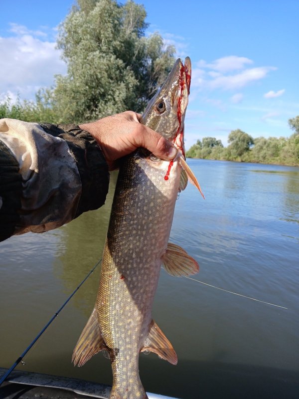 Соплякова коряжник