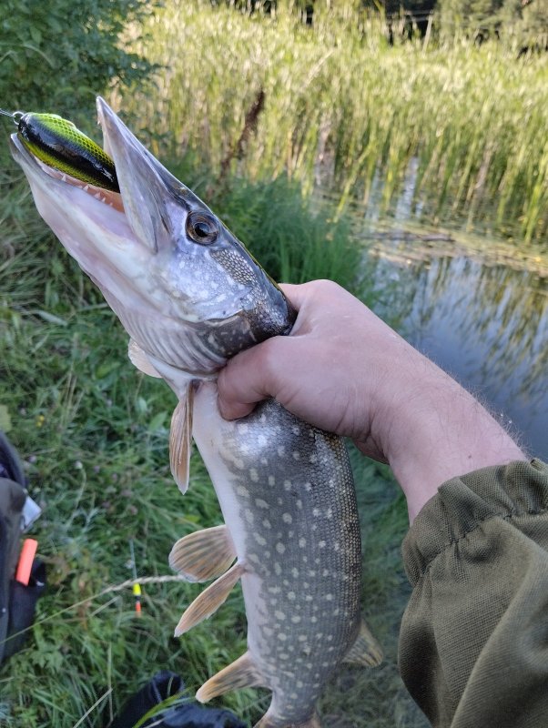 Щукан на крэнк