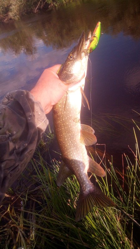 На охоте intra