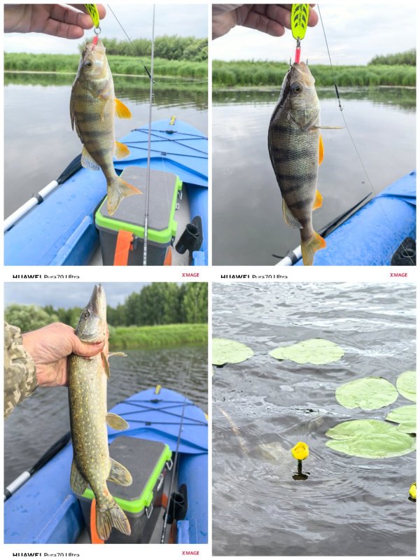 На малой речке мало рыбы.