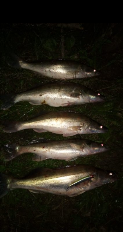 Не такие уж тихие. Тихие зори