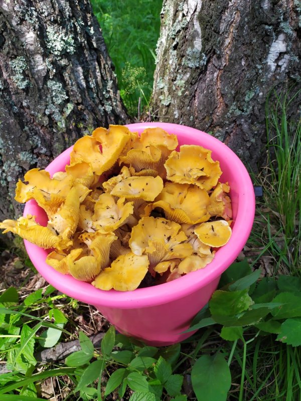 Набрал лисичек по дороге в Дубровино