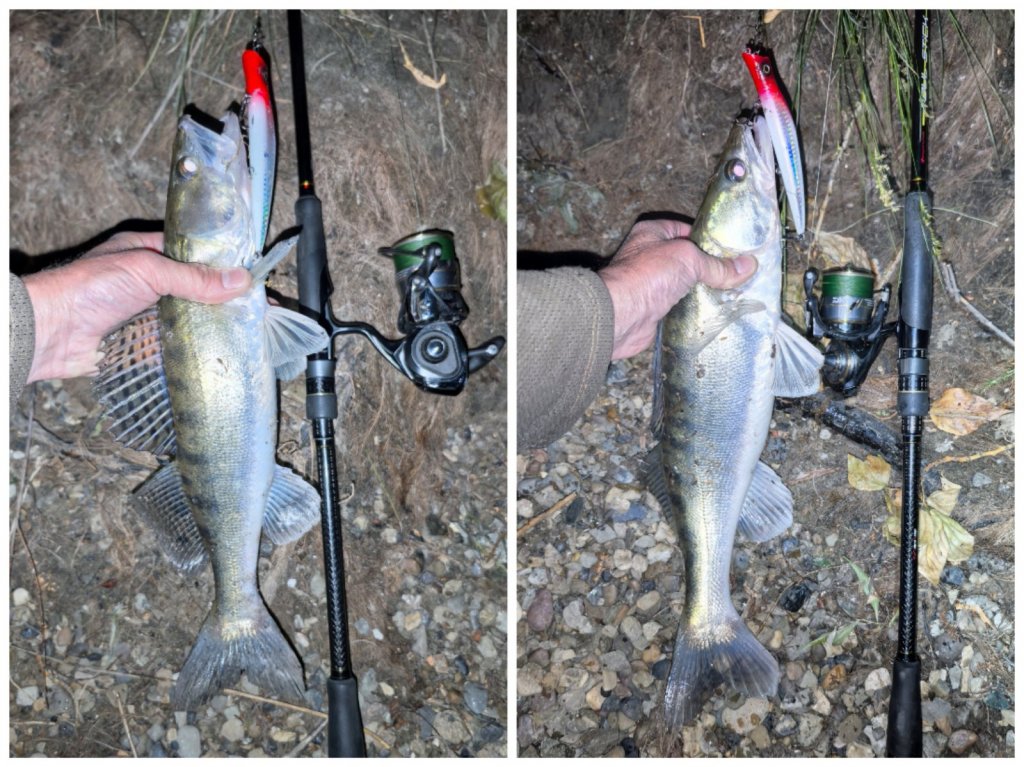 Обь городская.