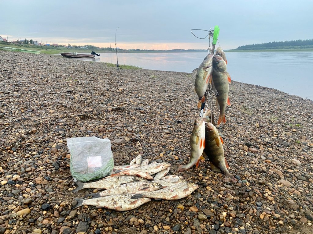 Вечерняя добыча.