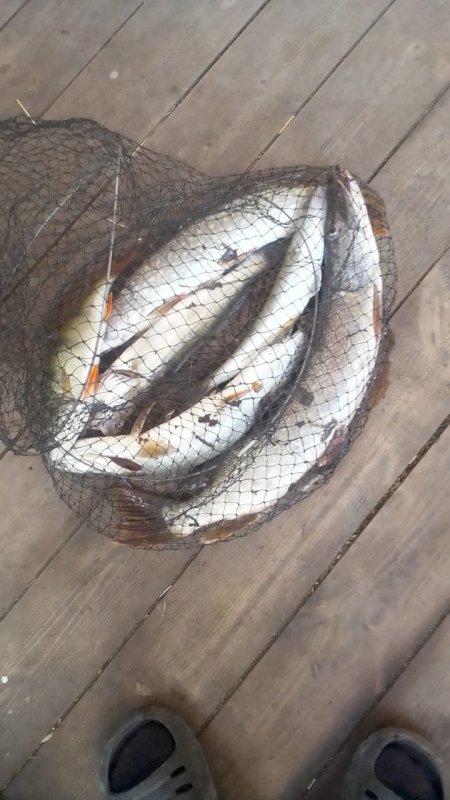 Хищник жирует!..