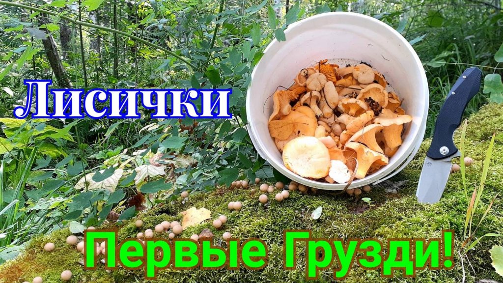 Разведка белого гриба. Поляна лисичек. Первые грузди.
