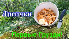 Разведка белого гриба. Поляна лисичек. Первые грузди.