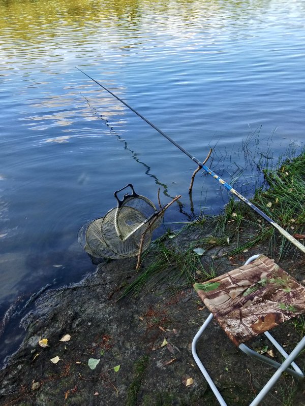 Вечерка - на жареху.