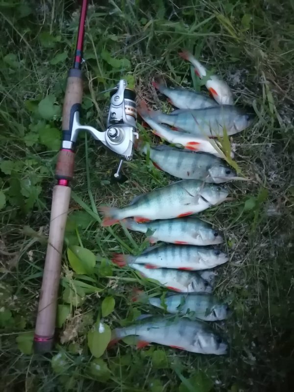 Обь. Один на тейл-спиннер, остальные на отводной.