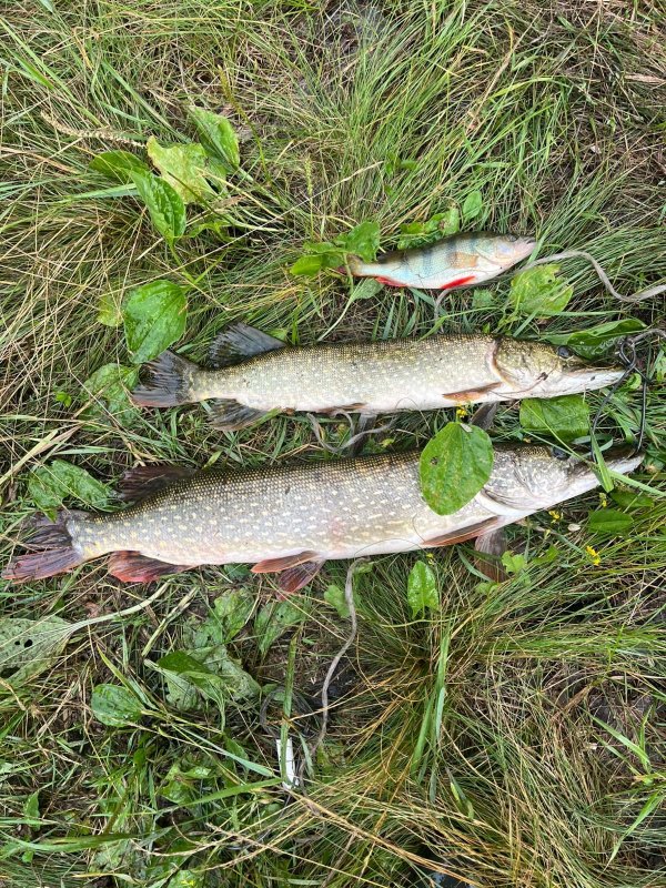 Трио на двоих