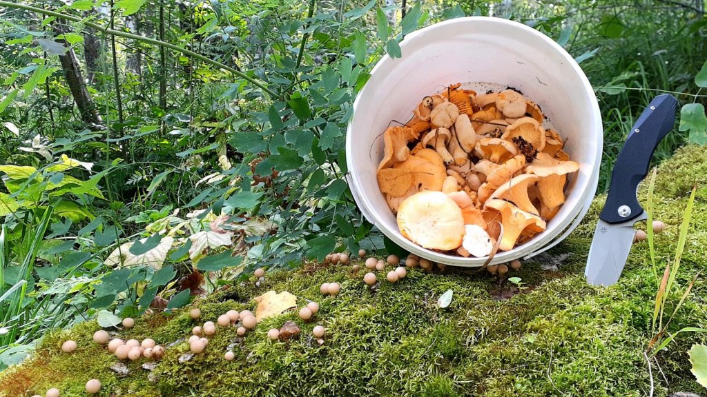 Пока лисички....