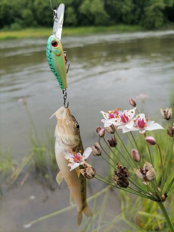 Хищный пескарь)