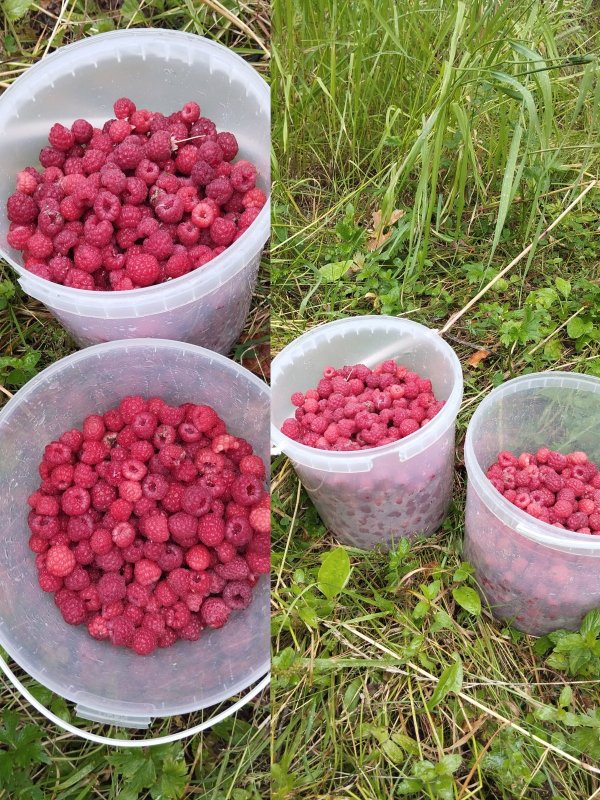 Лесная малина!..