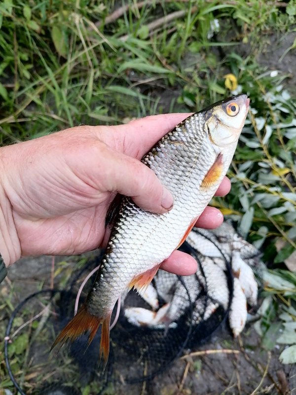 Сорога к августу  подросла.