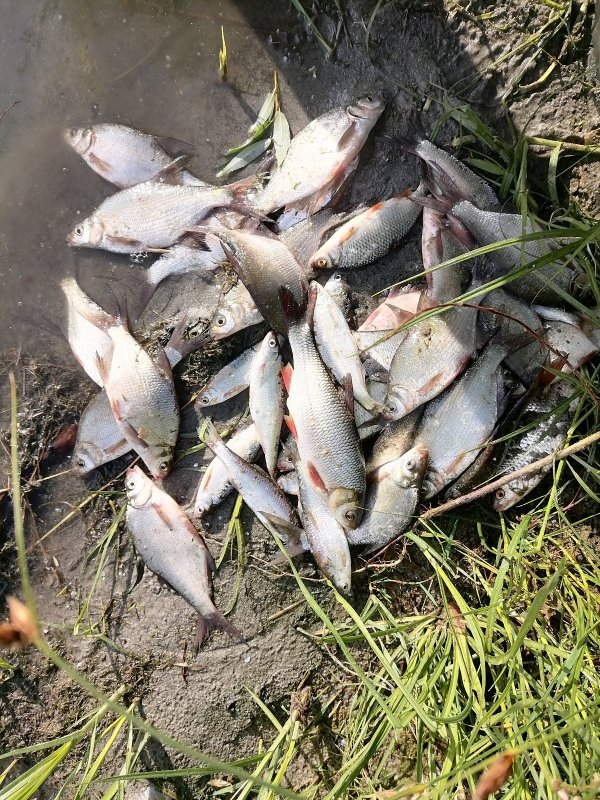 Вся рыба отпущена.