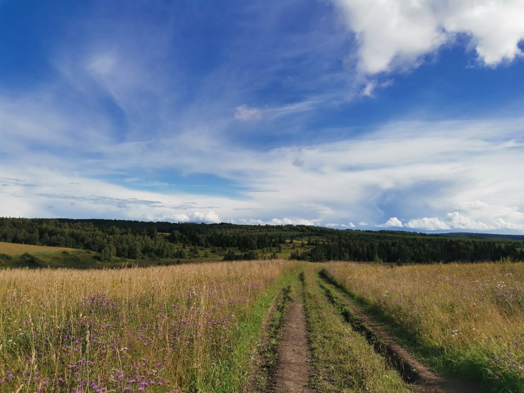Альпийские луга НСО