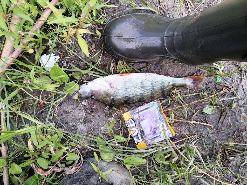 Нежданчик с озера Юга.