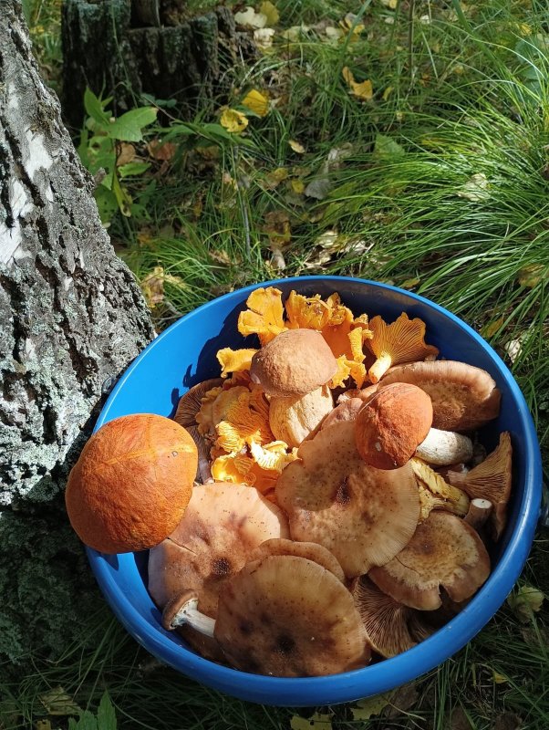 Дубровинское ассорти