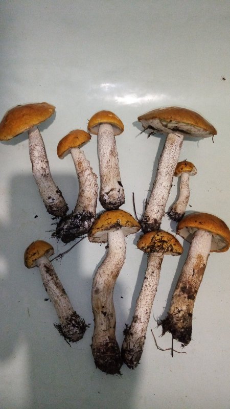 В Судаковых уловах попадатся стал Подосиновик)