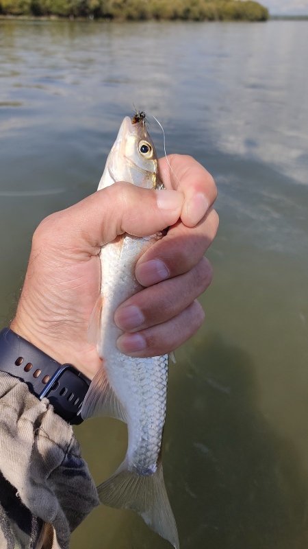 Рыбалка одной мухой