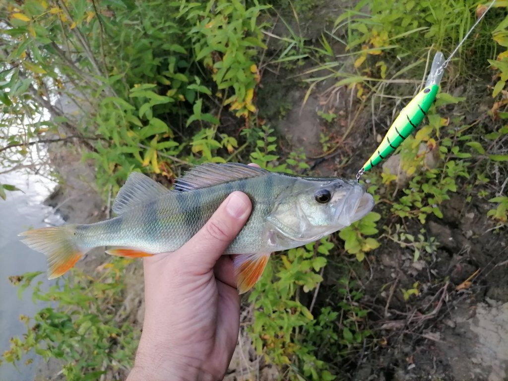 На воблер 16.08.2025