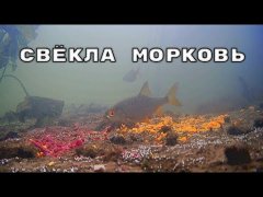 Как рыба реагирует на свёклу и морковь? Подводная съемка