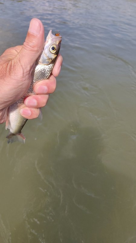 Рыбалка одной мухой