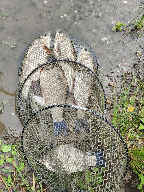 р. Обь, богата язем.