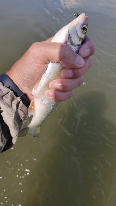 Рыбалка на одной мухой. ( в комментариях)