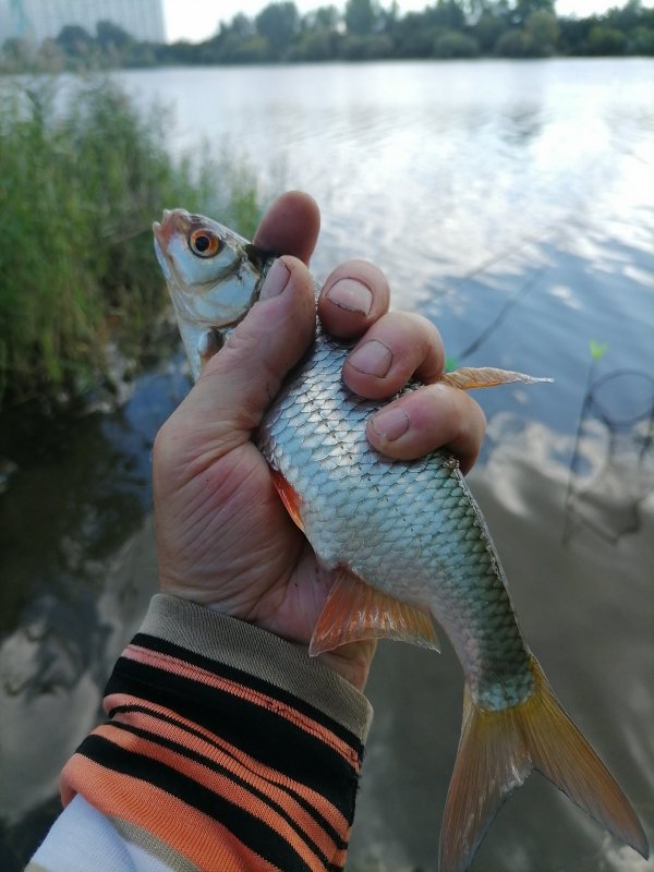 Плотва с Югов.