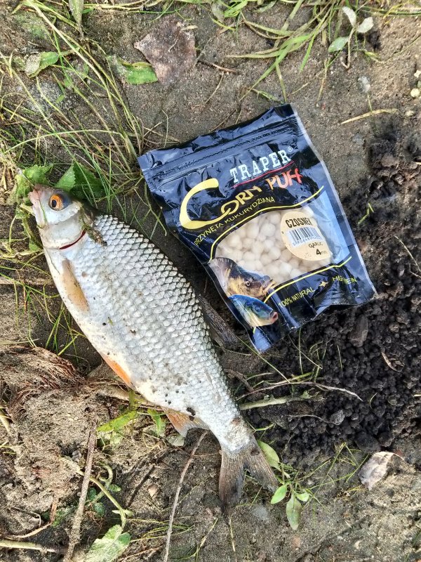 Тина плывет - сорога клюет