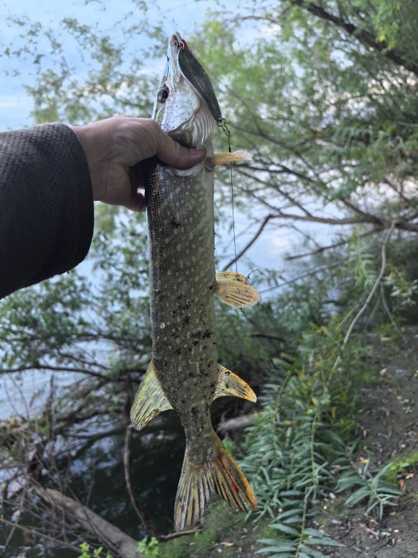 В отвес у коряжки. Колебло.