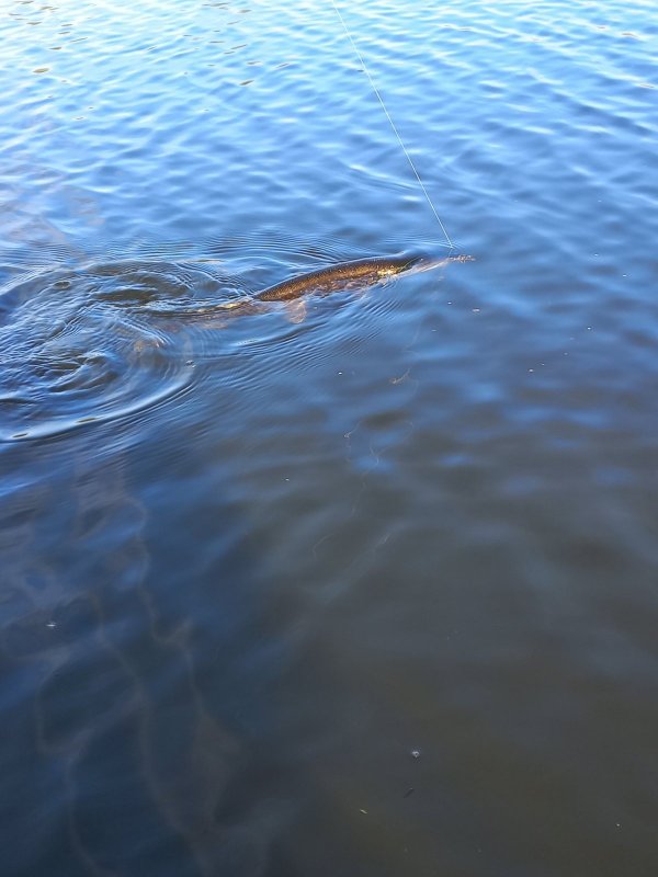 По тихой воде