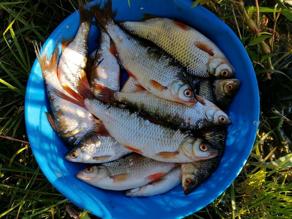 На жарку набрал.