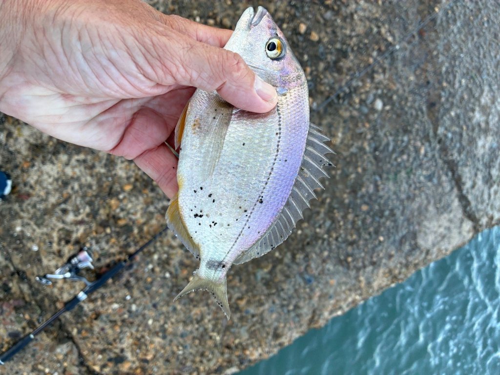 Морской карась