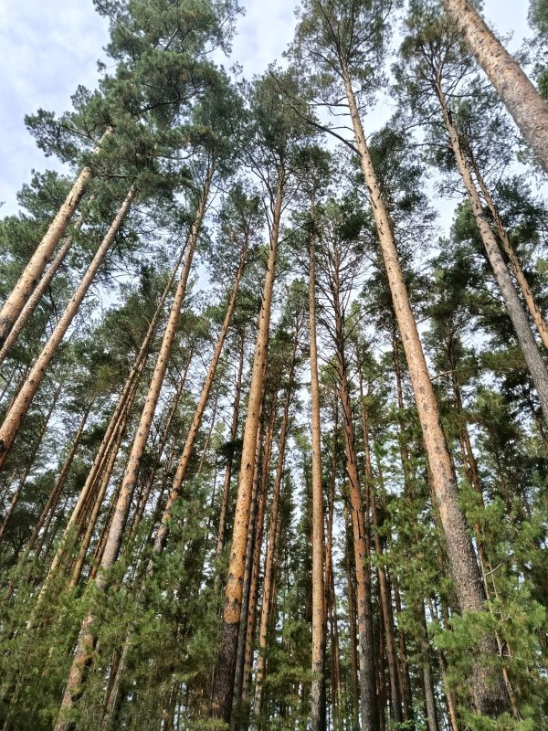 Корабельные сосны возле с.Успенка