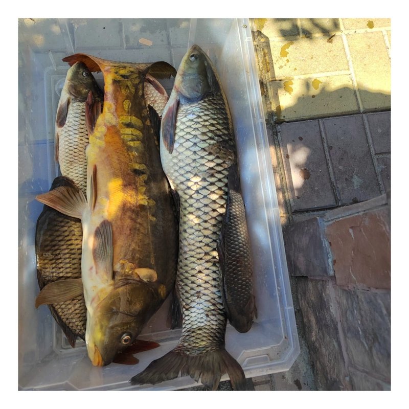 Китерня. 06.07.2024