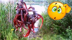 Как Караси реагируют на ПУЧОК ЧЕРВЕЙ?! Подводная съемка