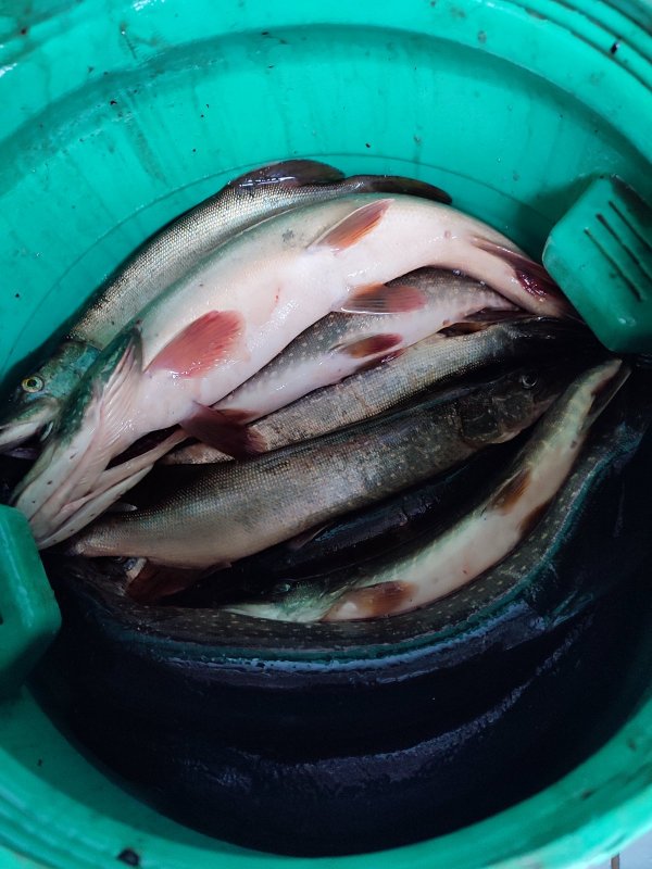 Рыбалка удалась