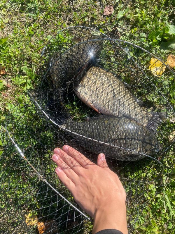 Глухие караси